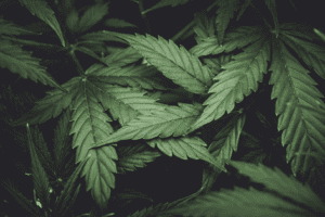 Cannabis and Hemp