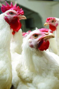 Animal Ag Specialties