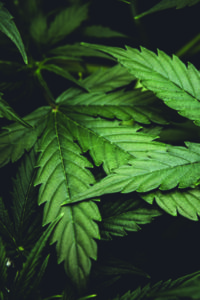 Cannabis