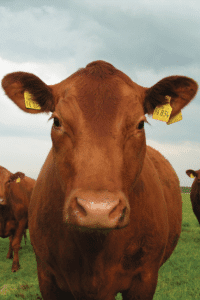 REDANGUS SERVICE