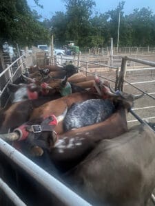 Yuma2