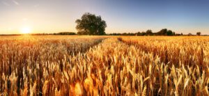 wheat 1