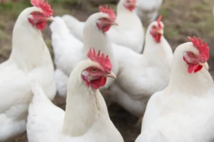 animal welfare