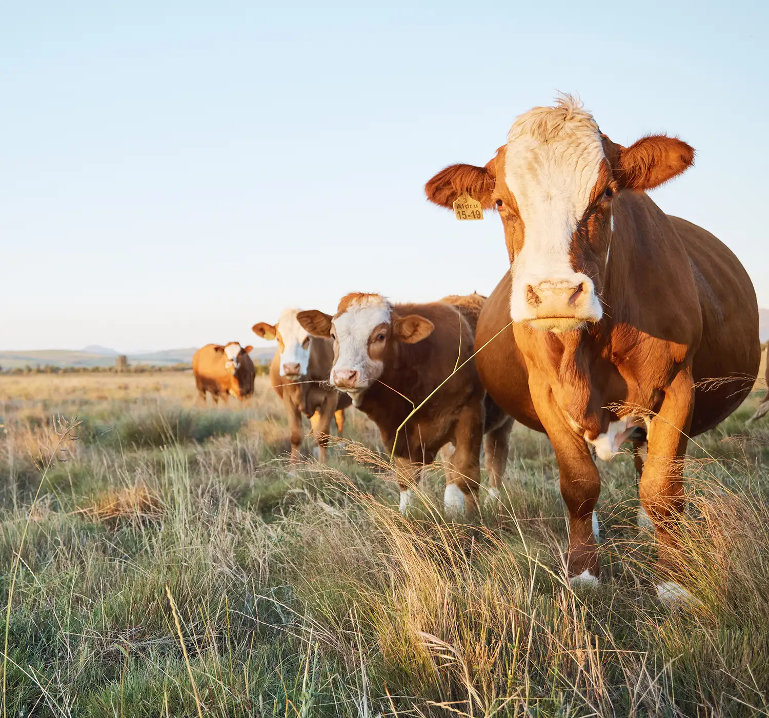 Cattle herd in pasture representing livestock and animal agriculture operations