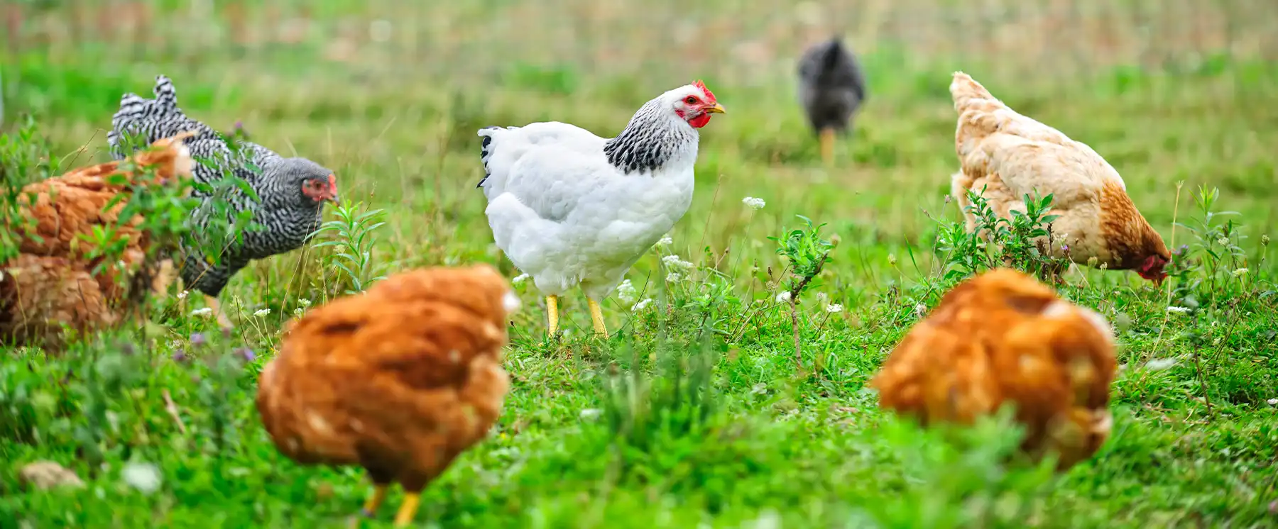 Free range chickens in pasture representing poultry farming and animal agriculture