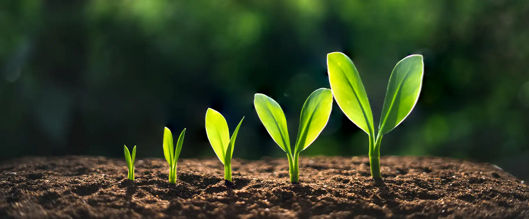 Business growth concept with plants growing progressively larger representing company success