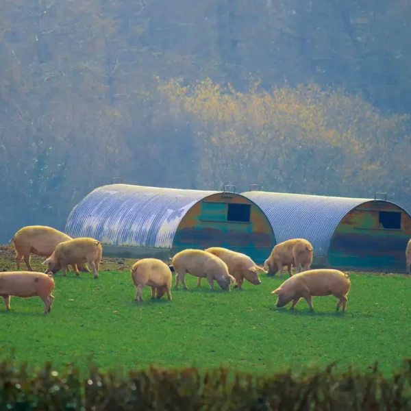 Swine herd on a farm undergoing third-party animal welfare auditing