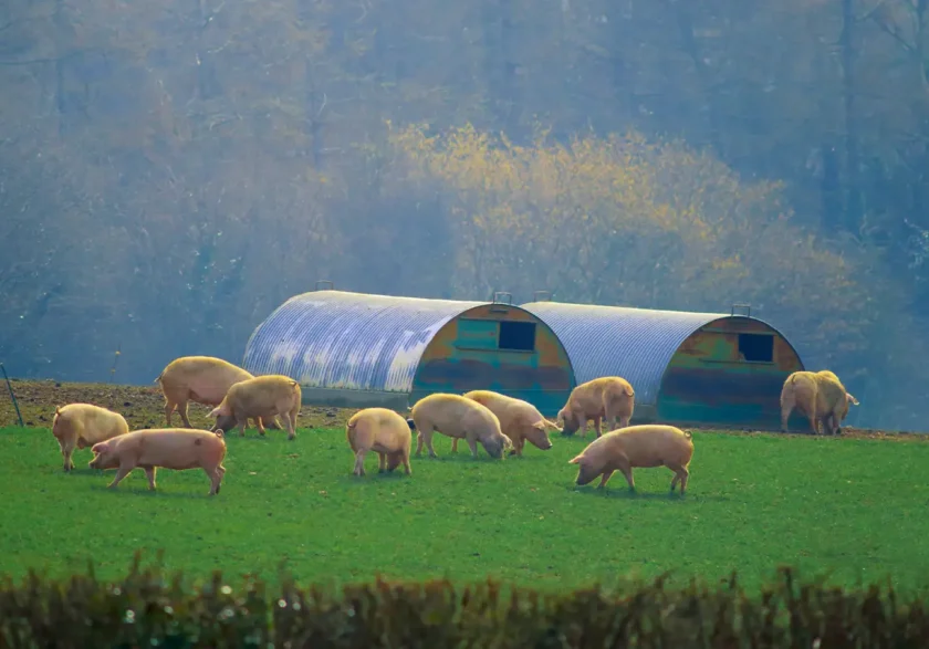 Swine herd on a farm undergoing third-party animal welfare auditing