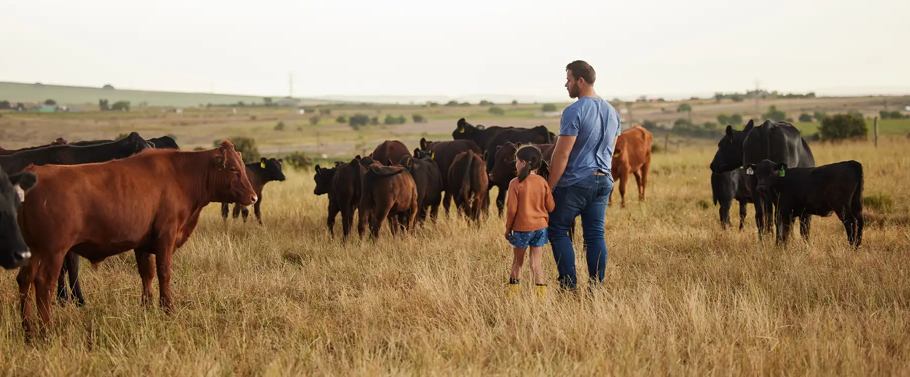 Cattle ranching operation with farmer and child representing agricultural business and livestock management